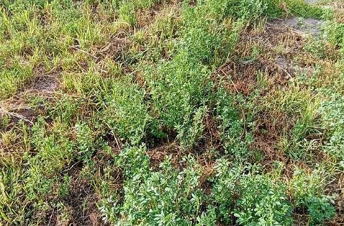 Terreno en venta Cerro Colorado